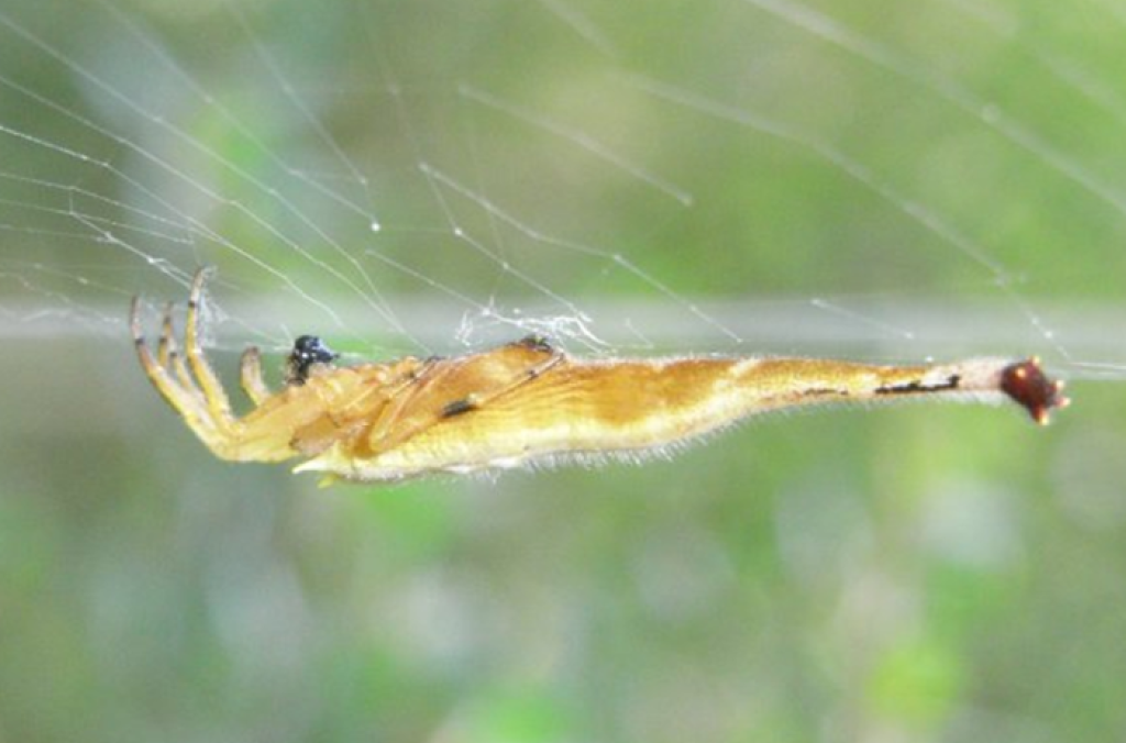 Scorpion-tailed spider