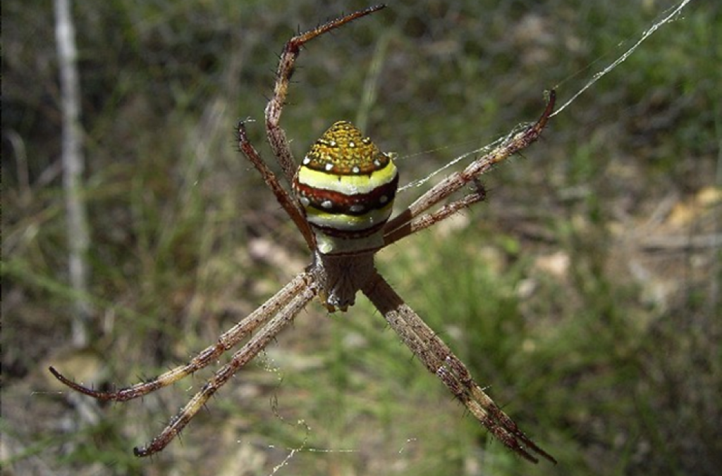 St Andrew's Cross Spider