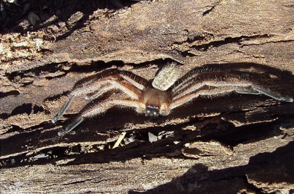 Flat Huntsman Spider