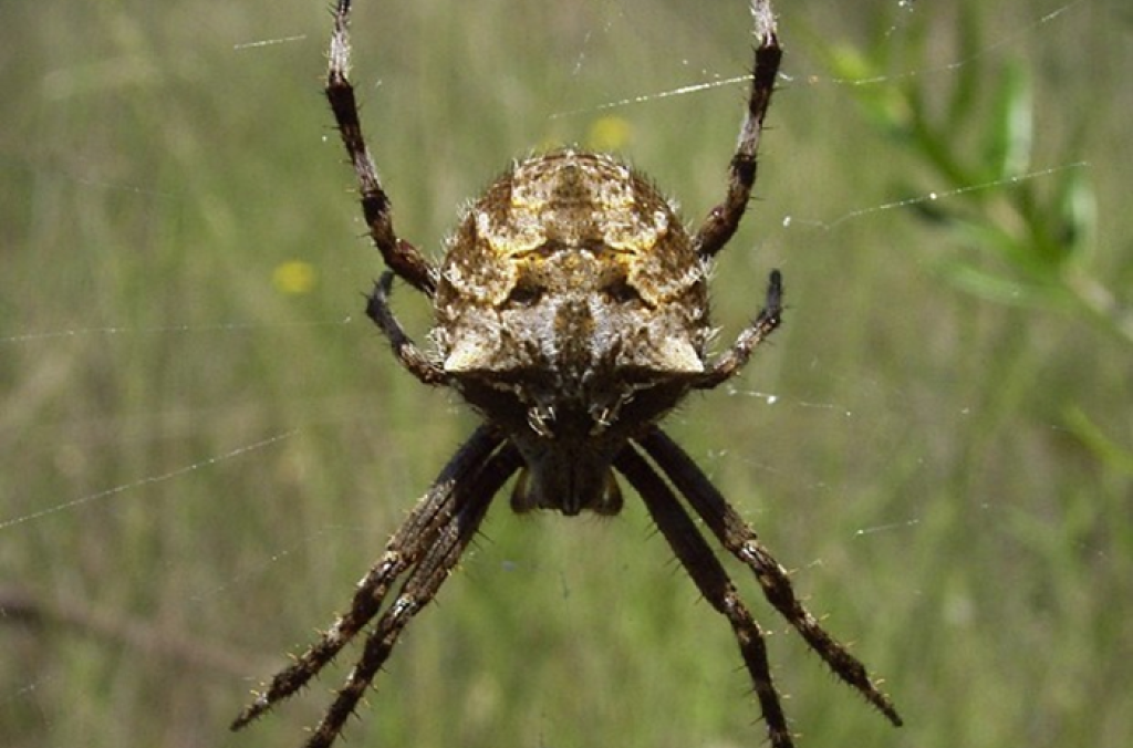 Orb-weaving Spider: Eriophora sp.