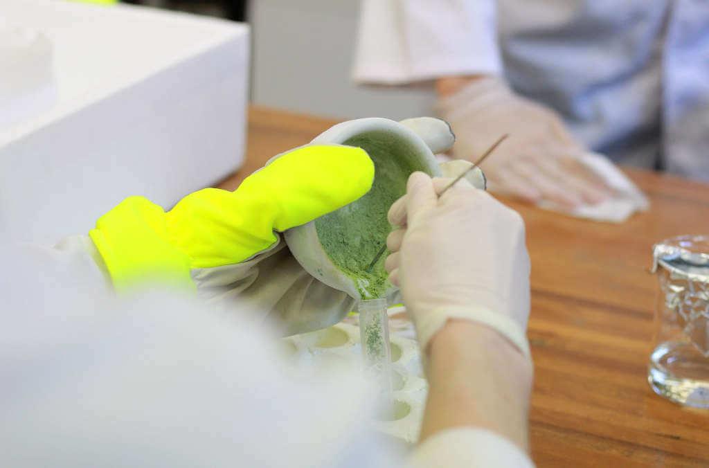 Extracting DNA from sampled plant material for genetic analysis. 