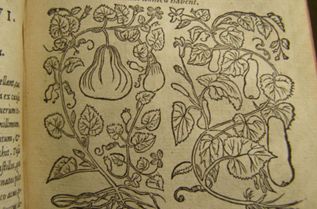 Dioscorides interior design