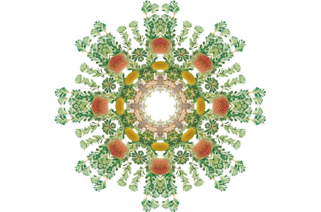 Kaleidoscope plant species Banksia Praemorsa by Margaret Pieroni