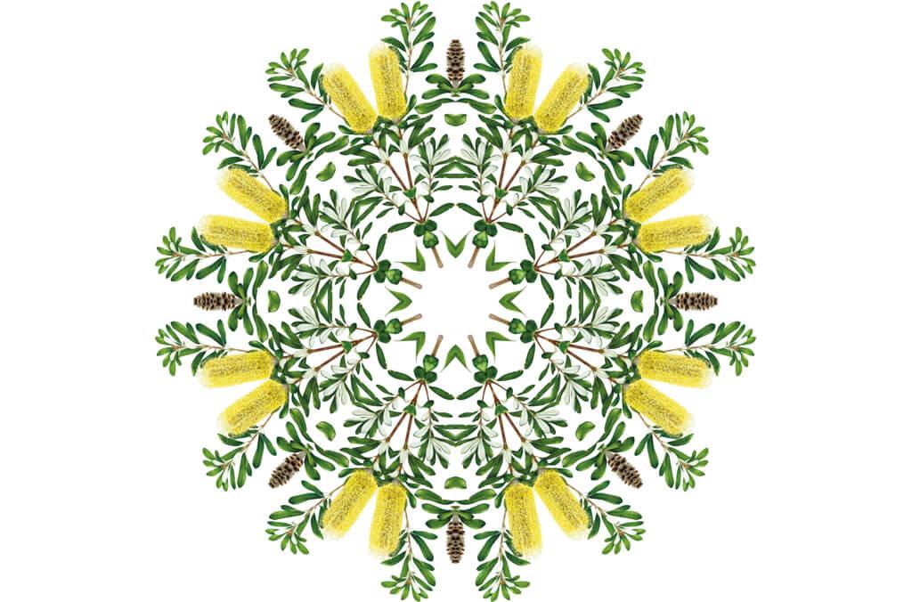 Kaleidoscope plant species Banksia integrifolia by Annie Hughes