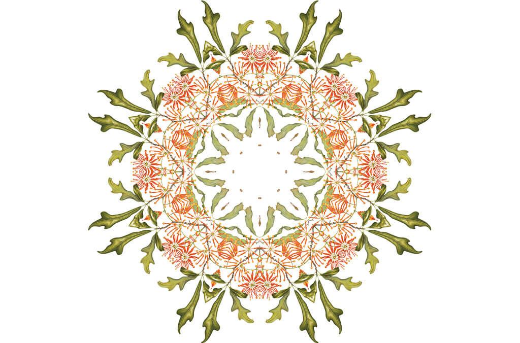 Kaleidoscope plant species Stenocarpus Sinuatus by Angela Lober