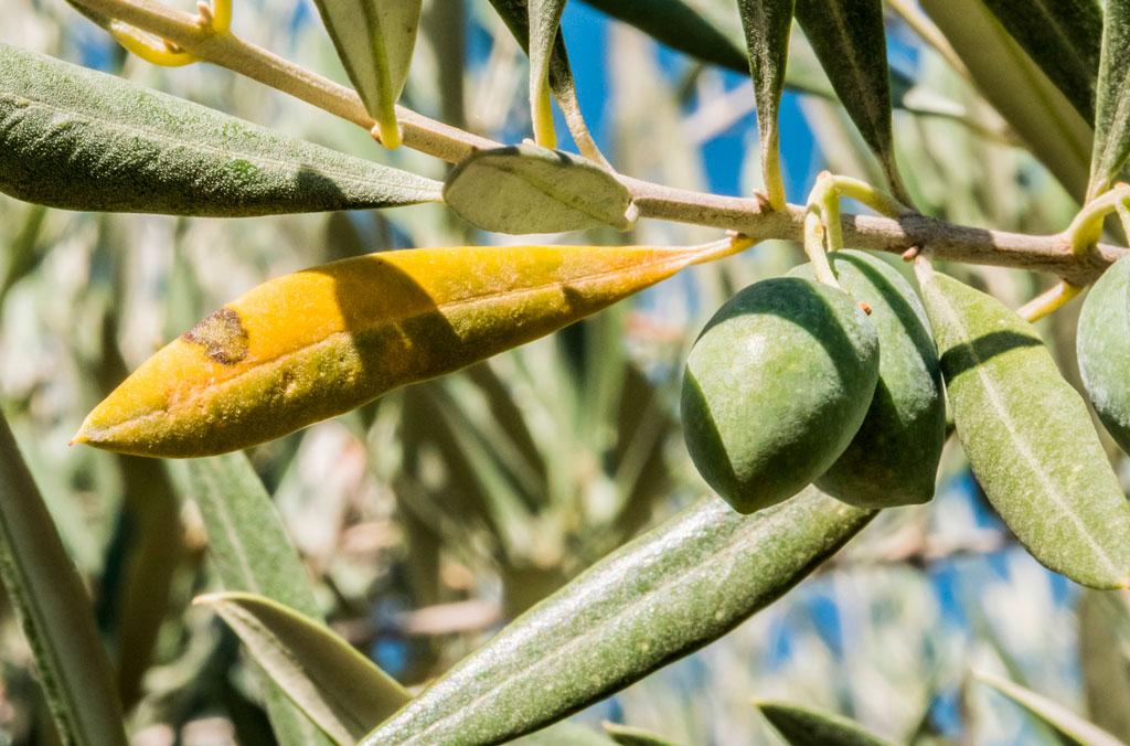 Xylella fastidiosa leaf scorch on an olive tree
