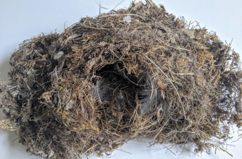 bird nests close up