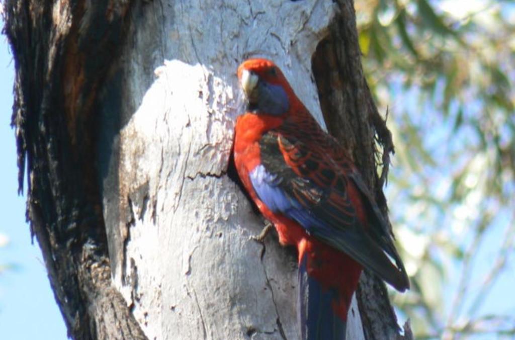 crimson rosella nest