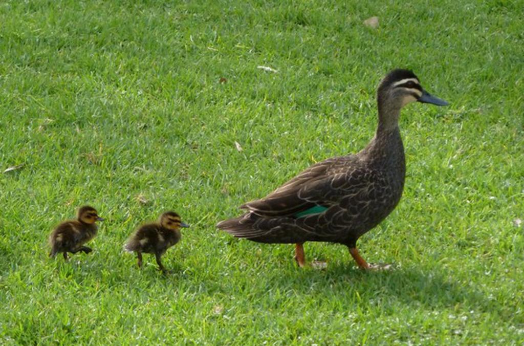 ducks at the garden
