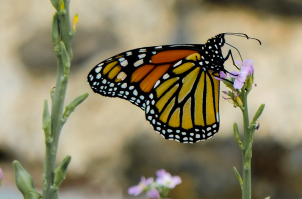monarch butterfly