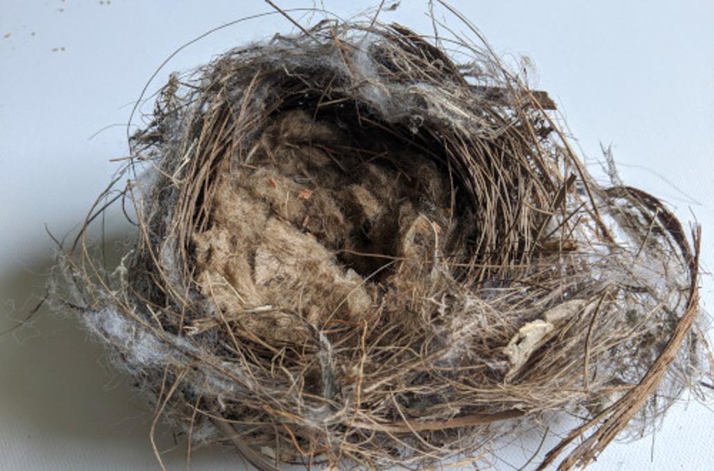 birds nests close up