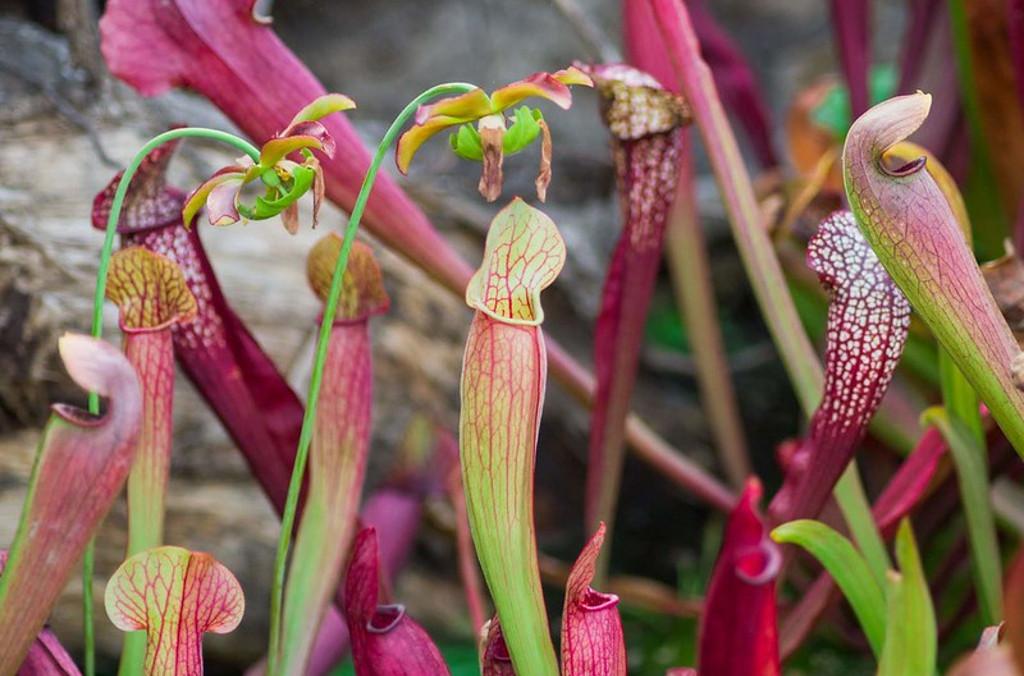 pitfall traps close up