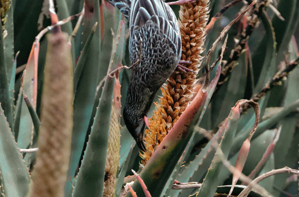 red wattlebird