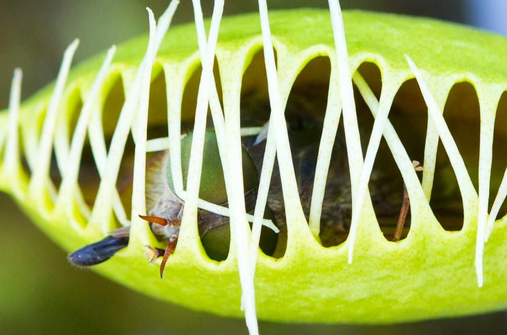 venus snap green white trap