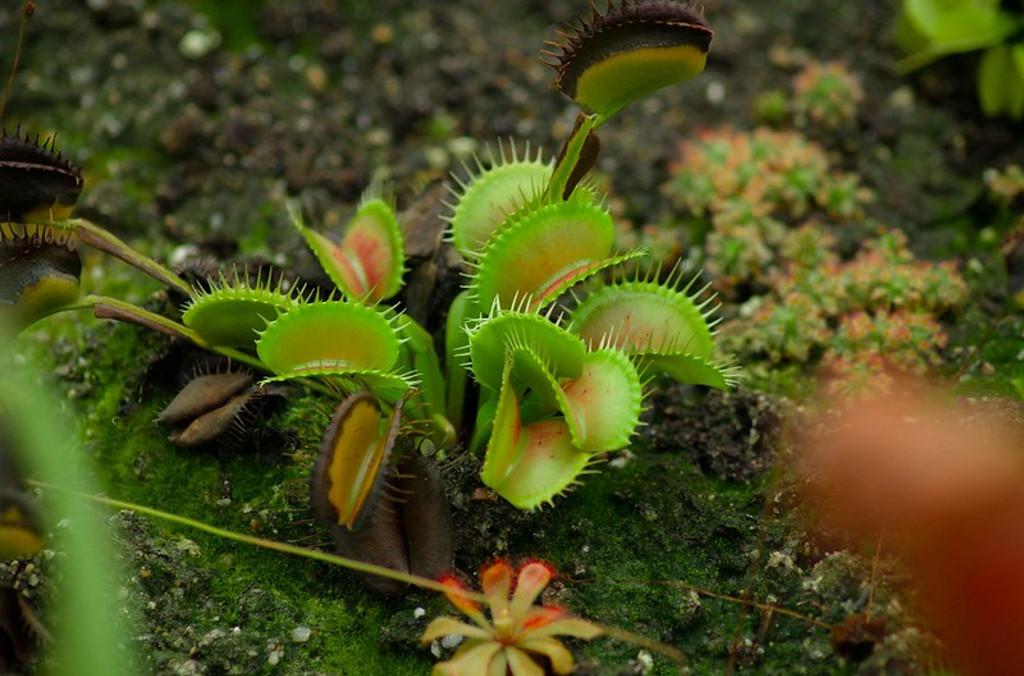 venus flytrap growing at the calyx