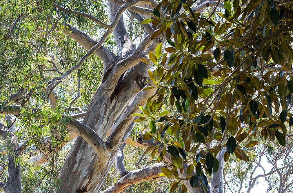 Treetops in The Domain